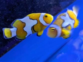 Clown Anemonenfisch - Picasso Amphiprion percula - S-M
