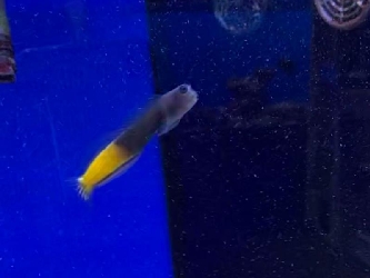 Rotschwanzblenni/ Zweifarben-Schleimfisch - Ecsenius bicolor