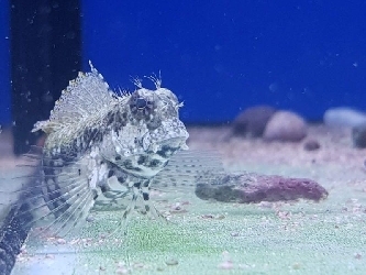 Algen-Blenny - Juwelen-Felshüpfer - Salarias fasciatus - M