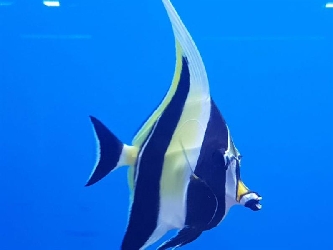 Halfterfisch - Zanclus cornutus - L