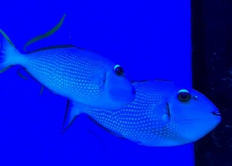 Blaukehl-Drückerfisch - Xanthichthys auromarginat - weiblich