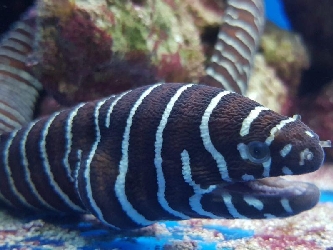 Zebramuräne - Gymnomuraena zebra - L
