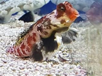 roter Zwergleierfisch - Synchiropus stellatus