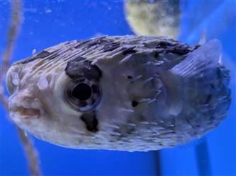 Igelfisch - Diodon holacanthus - M