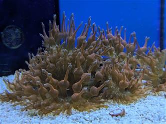 Blasenanemone - Entacmea quadricolor - M