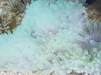Lederanemone - Heteractis crispa - M