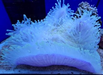 Lederanemone - Heteractis crispa - L
