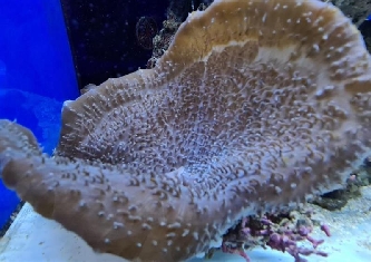 großes Elephantenohr - Amplexidiscus fenestrafer - M