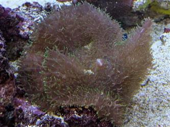 Scheibenanemonen Mix farben - Discosoma + Rhodactis - L