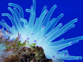 Florida Anemone Pink - Condylactis gigantea