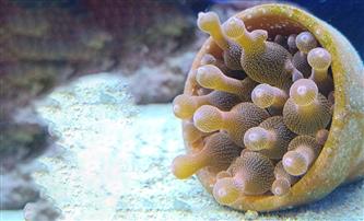 rote Blasenanemone - Entacmaea quadricolor - S