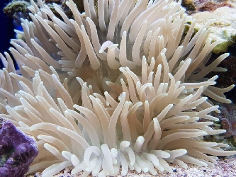 Rotfuß-/ Korkenzieher-Anemone - Macrodactyla doreensis