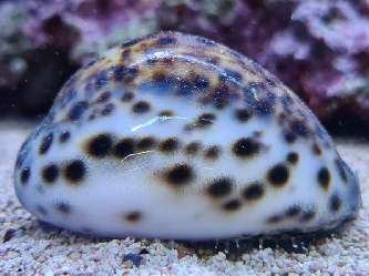 getigerte Porzellanschnecke - Cypraea tigris