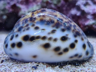 getigerte Porzellanschnecke - Cyprea tigris