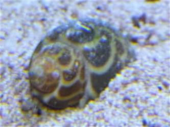 Orangepunkt-Turboschnecke - Babylonie spirata