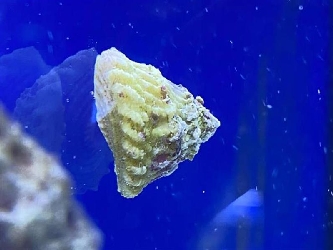 Turban Algenschnecke - Lithopoma tectum