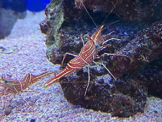Durban-Tanzgarnele - Rhynchocinetes durbanensi