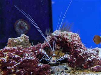 Blaubein Scherengarnele - Stenopus cyanoselis