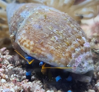 blauschwarzer Einsiedlerkrebs - Calcinus elegans