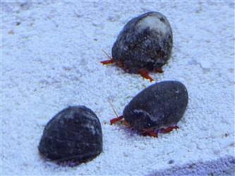 roter Einsiedlerkrebse - Calcinus species