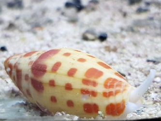 Mitra Schnecke - Borstenwurmfresser - Mitra mitra