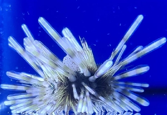 Bleistift Diademseeigel - Echinothrix calamaris