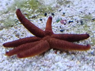 vielfarbiger Blutseestern - Echinaster luzonicus