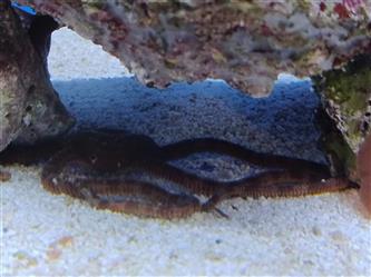 Karibischer Schlangenstern - Ophioderma spec.
