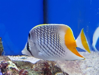 Gitter-Orangenfalterfisch - Chaetodon xanthurus - M