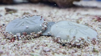 Sand-Dollar - Clypeaster reticulatus