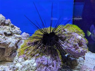 Diademseeigel - Diadema setosum - L