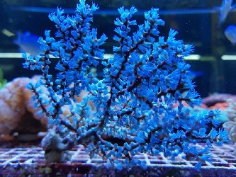 blaue Fächerkoralle - Acalycigorgia spec. - S-M
