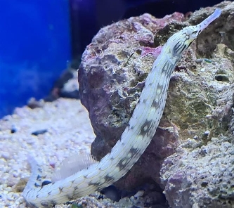Drachenkopf Seenadel - Corythoichthys intestinalis