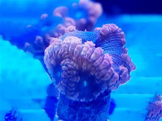 Korallenableger - Blastomussa Wellsi - gelappte Hirnkoralle