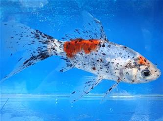 Shubunkin Goldfisch blau - Carassius auratus - 8-13cm