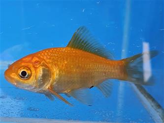 Goldfisch gelb - Carassius auratus - 8-11cm