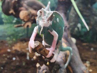 Jemen Chamäleon piebald - Camaeleo calyptratus - S-M