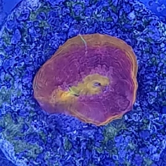 Korallenableger orangerot - Echinophyllia chalice