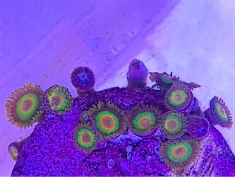 Korallenableger - Zoanthus "rasta"