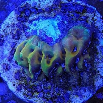 Korallenableger - Montipora Undata Crazy-T