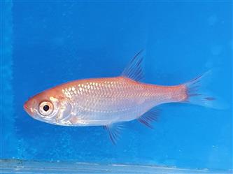 Rotfeder gold - Scardinius erythrophthalmus - 7-9cm