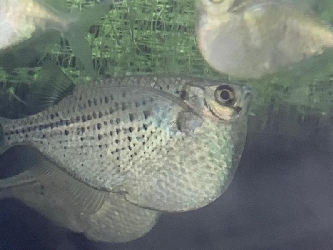 Gefleckter Beilbauchfisch - Gasteropelecus maculatus