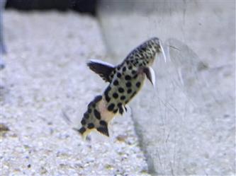 Kuckucks-Fiederbartwels - Synodontis petricola