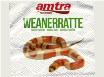 Weanerratte - 60-90g