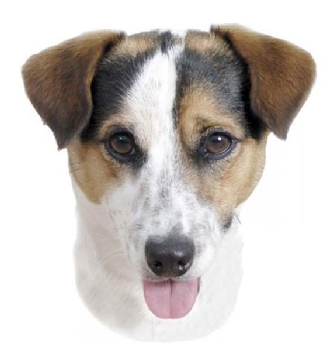 Sticker Jack Russel Terrier - 2 Aufkleber -12x15cm