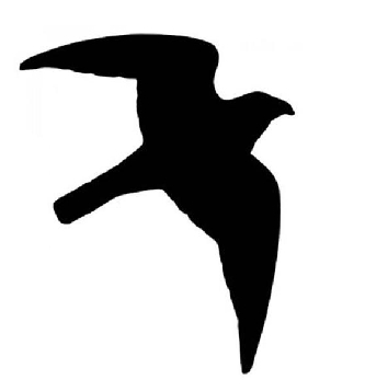 Greifvogel Aufkleber - 12x17cm