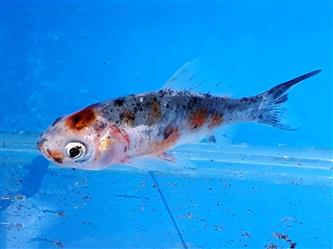 Shubunkin Goldfisch blau/bunt - auratus var Shubunkin - S