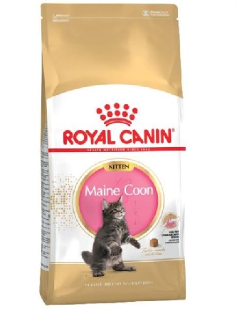 Maine Coon Kitten - 4 kg bis 15 Monate