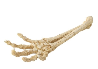 Deko Skeleton Hand 26,8x9,4x4,5cm,234-422120