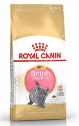 British Shorthair - Kitten - Britisch Kurzhaar - 2kg